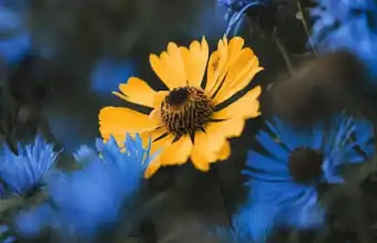 Girasole